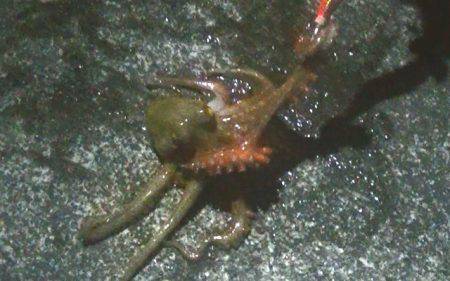 寒くなってもタコは好調